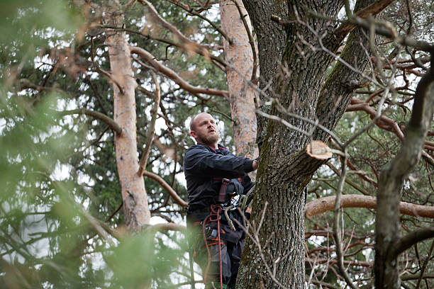 Trusted Flagtown, NJ Tree Services Experts